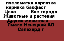 пчеломатки карпатка карника бакфаст F-1 › Цена ­ 800 - Все города Животные и растения » Другие животные   . Ямало-Ненецкий АО,Салехард г.